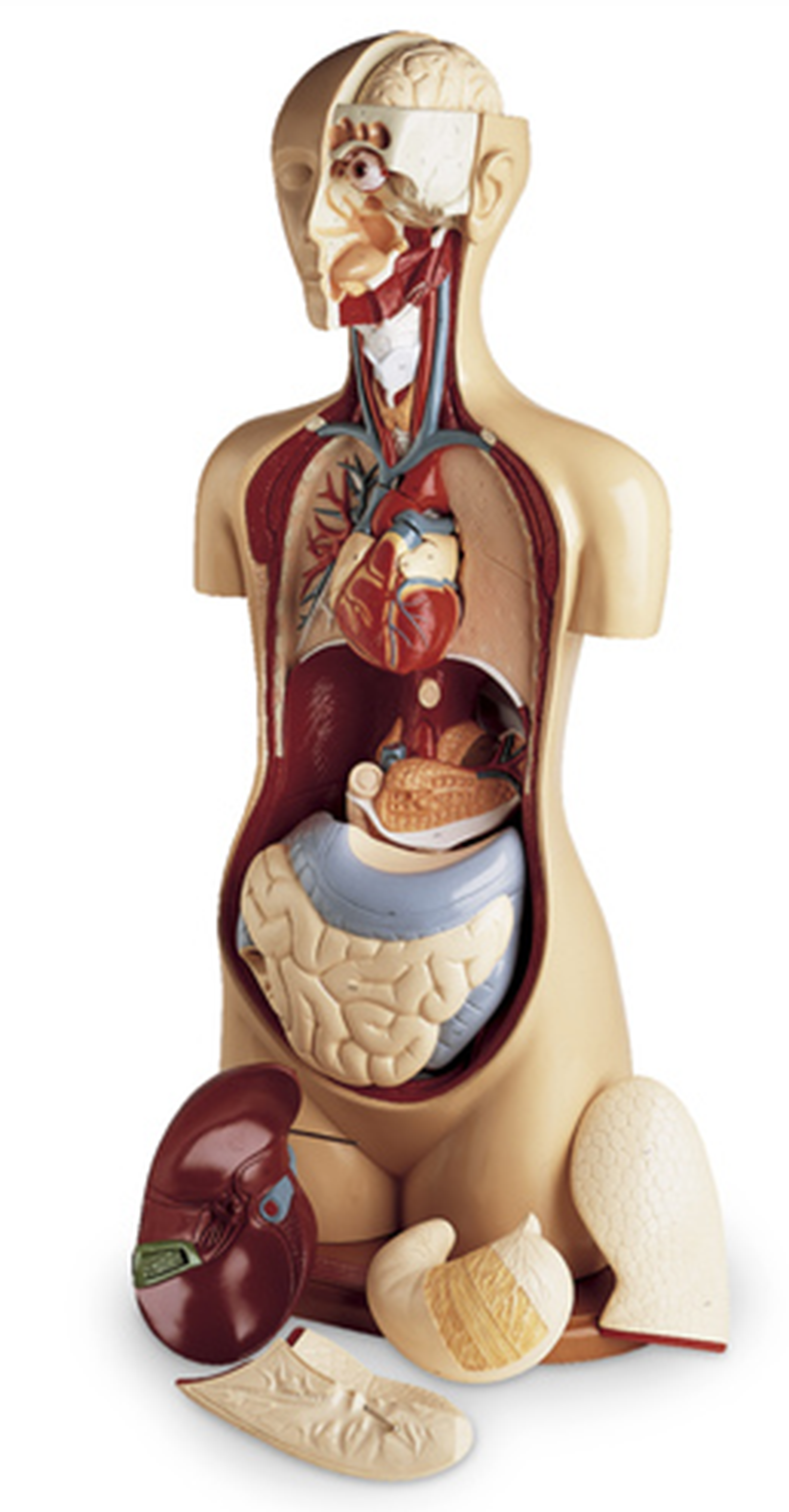 Basic Human Torso – Science Gear Enterprises